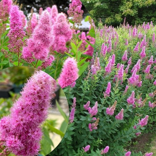 Spiraea billardii - Hambuline enelas C2/2L